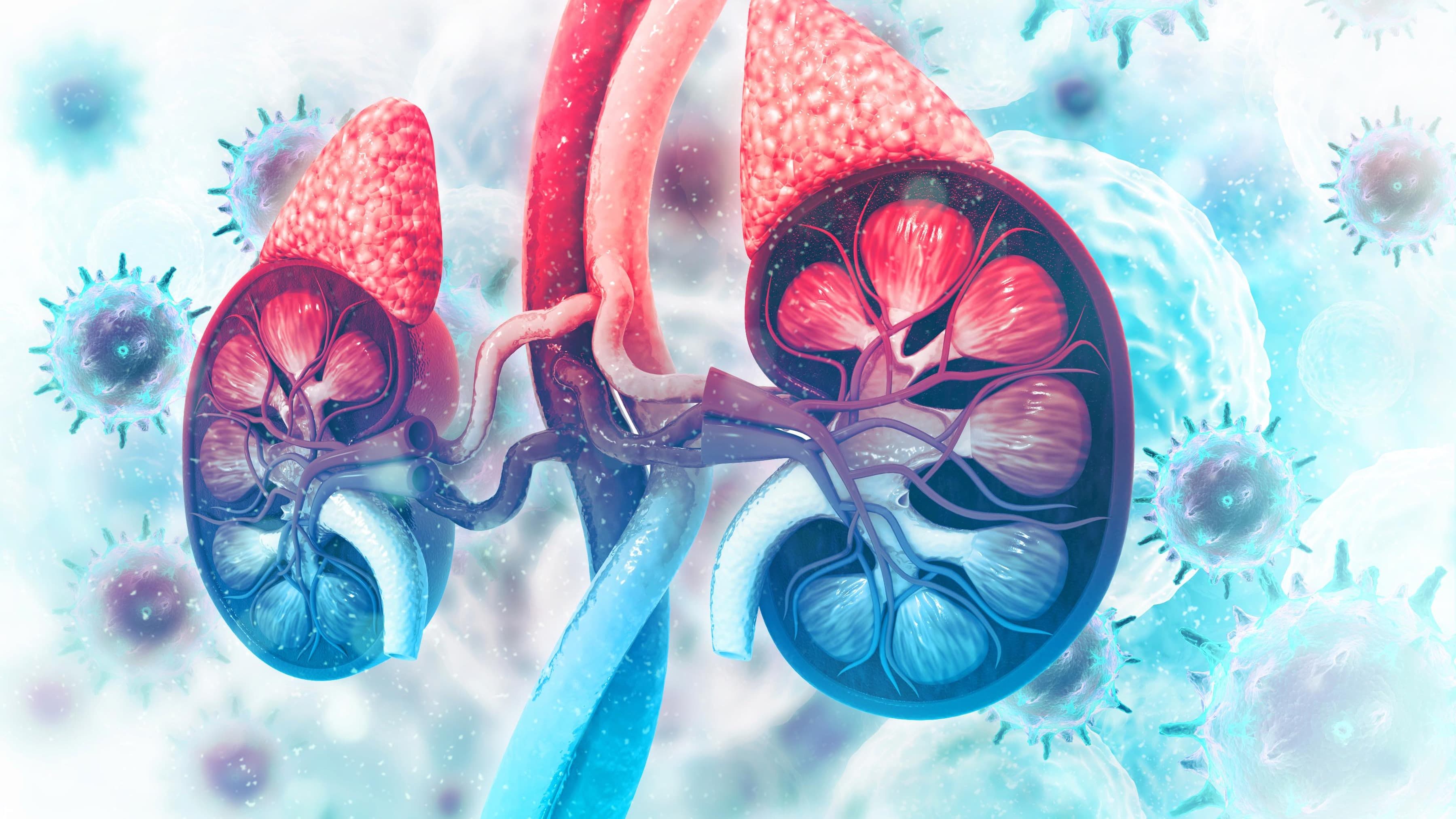 SMALLER_Adrenal_glands_iStock-1132248573.jpg