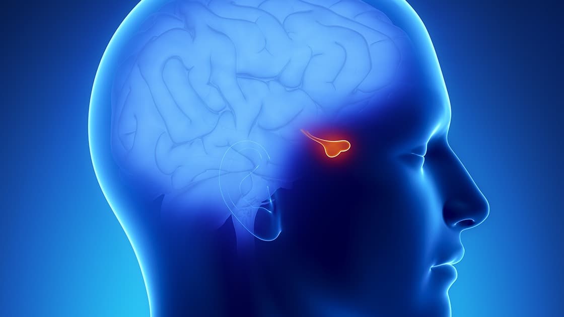 pituitary-gland-og.jpg